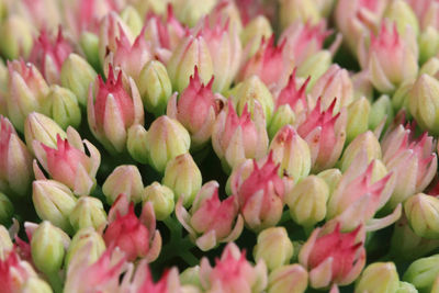 Full frame shot of pink flowering plants