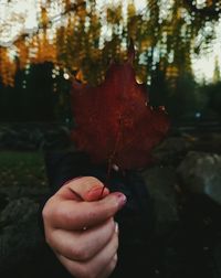 Close-up of hand holding maple leaves during autumn