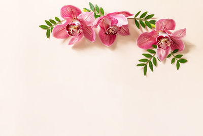 Close-up of pink roses against white background