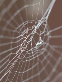 Close-up of spider on web