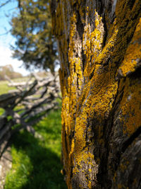 Close-up of yellow flower tree trunk