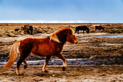 Scenic view of horses in field