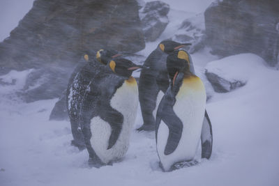 Penguins on snow covered land 