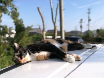 Close-up of cat lying down against sky