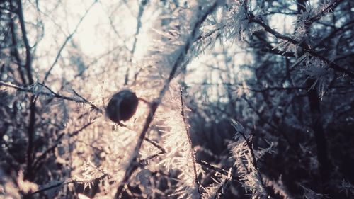Close-up of snow on tree in forest during winter