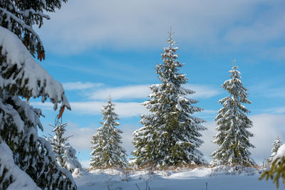 Pine trees covered by snow in winter landscape against cloudy sky