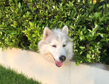 White dog on field