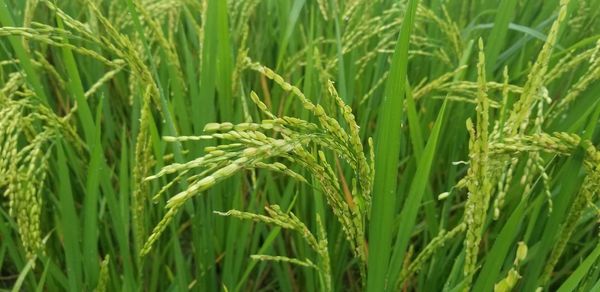 Close-up of wheat growing on field