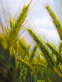 Close-up of wheat growing on field against sky