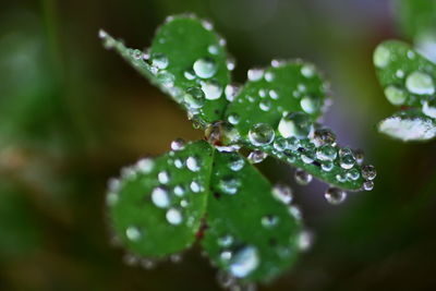 Close-up of water drops plant