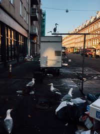 Pigeons on street against buildings in city