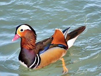 Close-up of mandarin duck swimming in lake