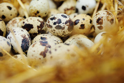 Quail eggs in a nest on the background of hay close-up.