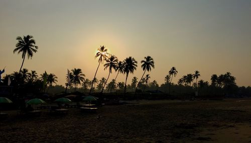 Palm trees at sunset