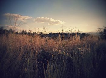 Scenic view of field against sky at sunset