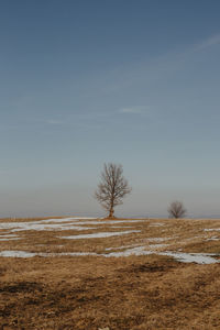 Bare tree on field against sky