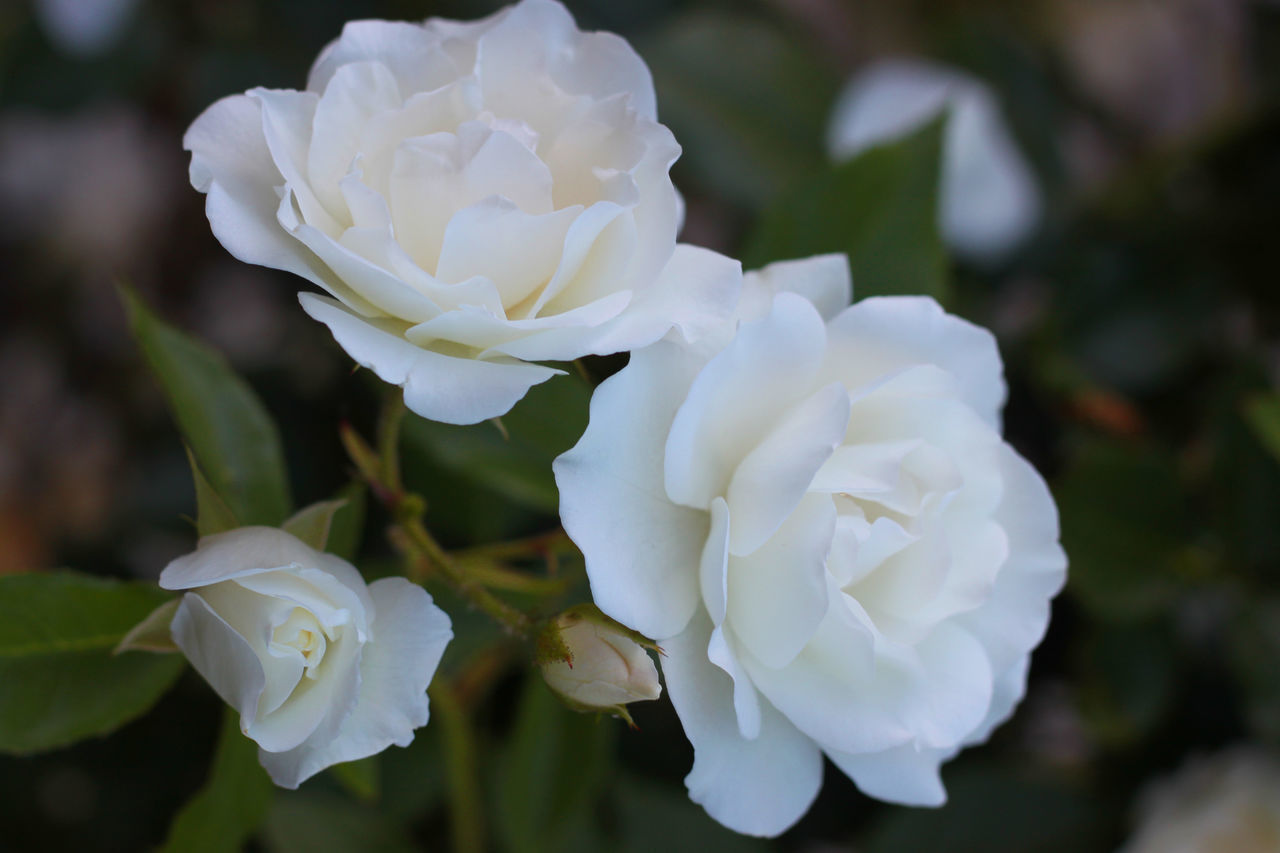 CLOSE-UP OF WHITE ROSE ROSES