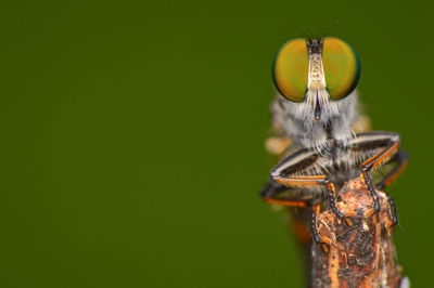 Close-up of butterfly