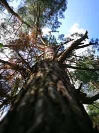 Low angle view of tree in forest