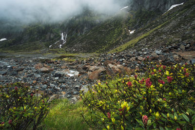 Scenic view of stream amidst trees and plants