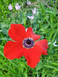 Close-up of red poppy flower