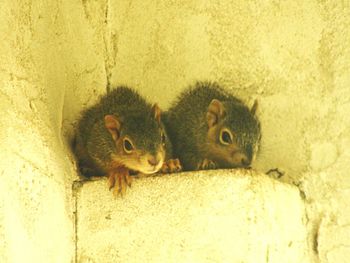 Portrait of squirrel on wall