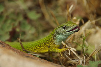 Close-up of lizard