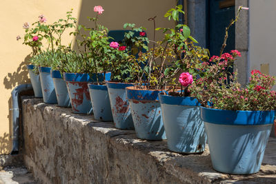 Potted plants in pot