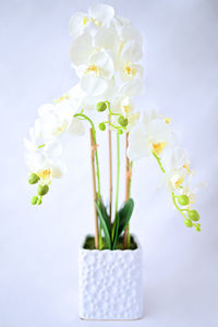 Close-up of white flowers in vase