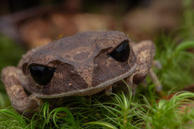 Close-up of frog on grass