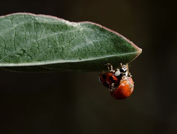 Close-up of ladybug on leaf