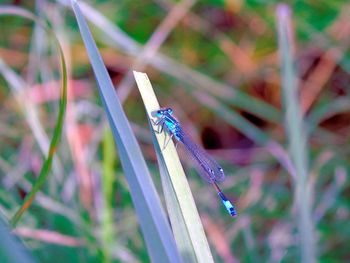 Close-up of an insect on grass