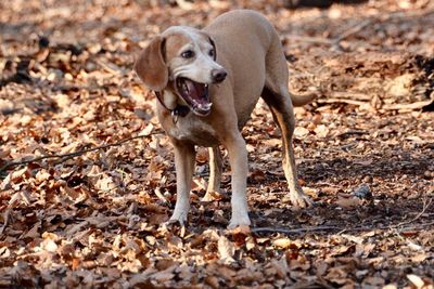 Dog chewing on field during winter