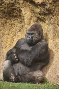 Monkey sitting in a zoo