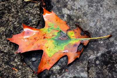 Close-up of maple leaf in autumn