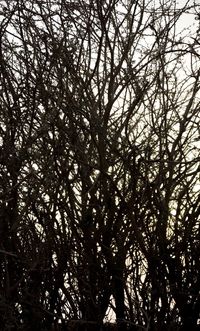 Low angle view of trees in forest