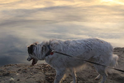 Dog on shore against sky