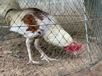 Dead bird in cage