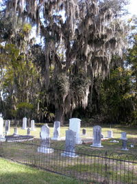 Tombstones on grassy field