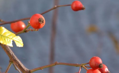 Close-up of rose hips growing on branches