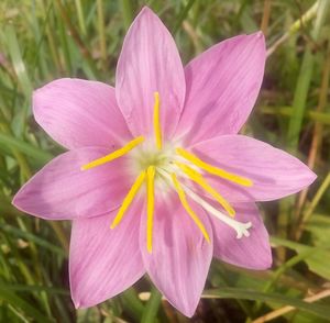 Close-up of flower blooming outdoors