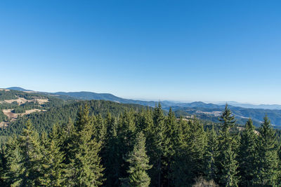 Scenic view of vineyard against clear blue sky