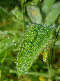 Close-up of wet plant leaves