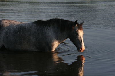 Horse standing in a lake