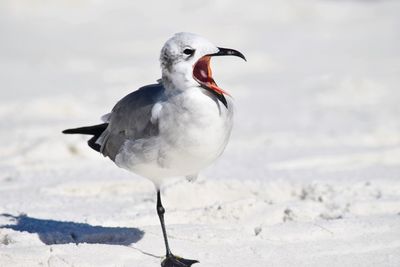 Close-up of seagull perching on sand at beach