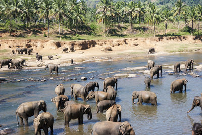 Elephants taking bath in a river, pinnawala elephant orphanage, sri lanka