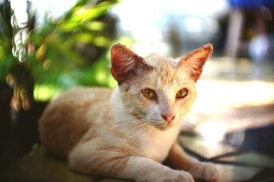 Portrait of cat sitting outdoors