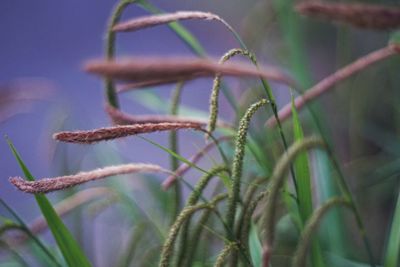 Close-up of crops growing on field