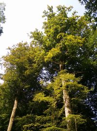 Low angle view of trees in forest