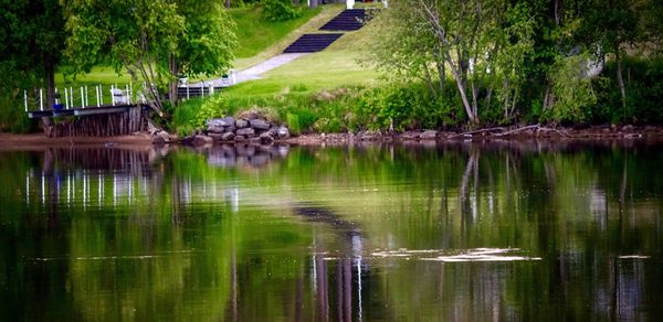 Reflection of trees in calm lake